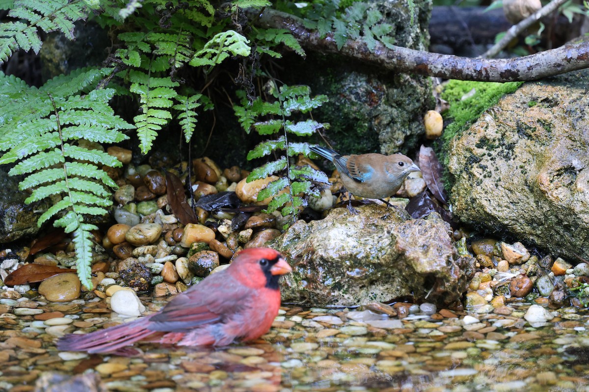 Indigo Bunting - ML643459832