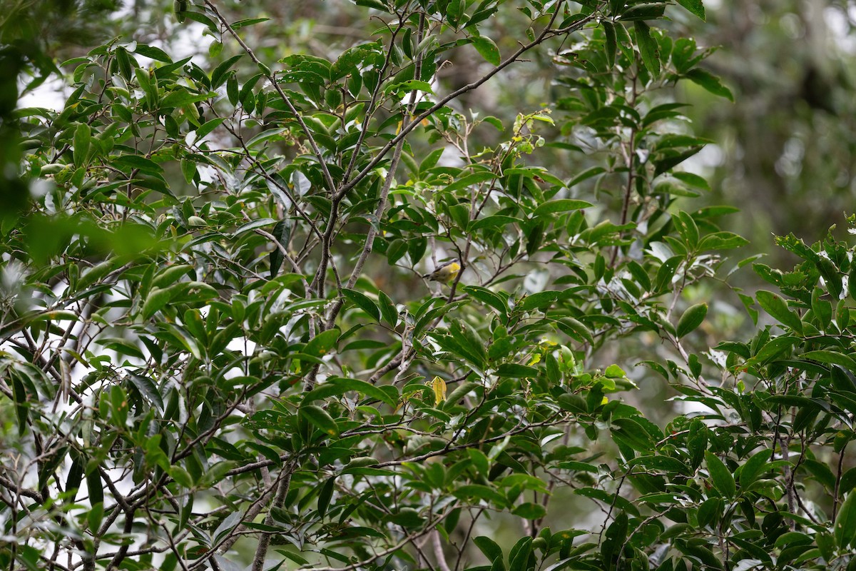 Bananaquit - ML643459833