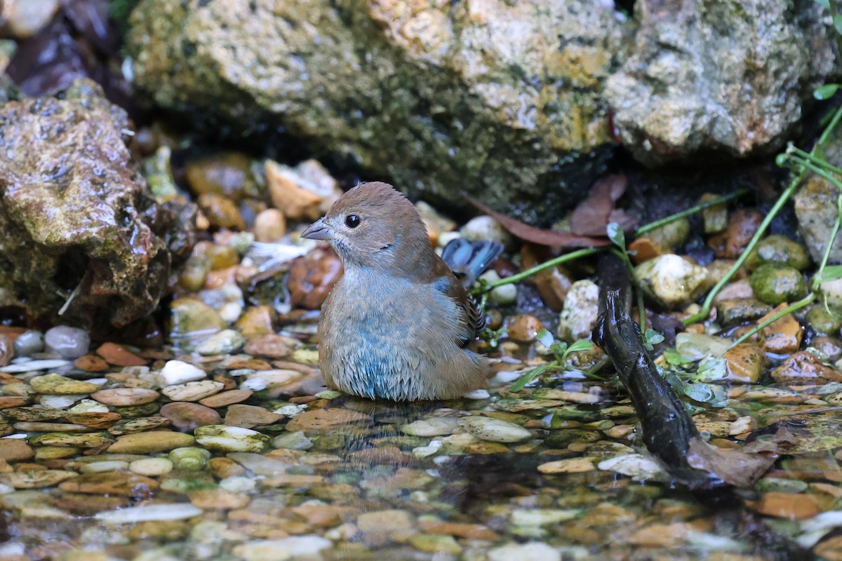 Indigo Bunting - ML643459839
