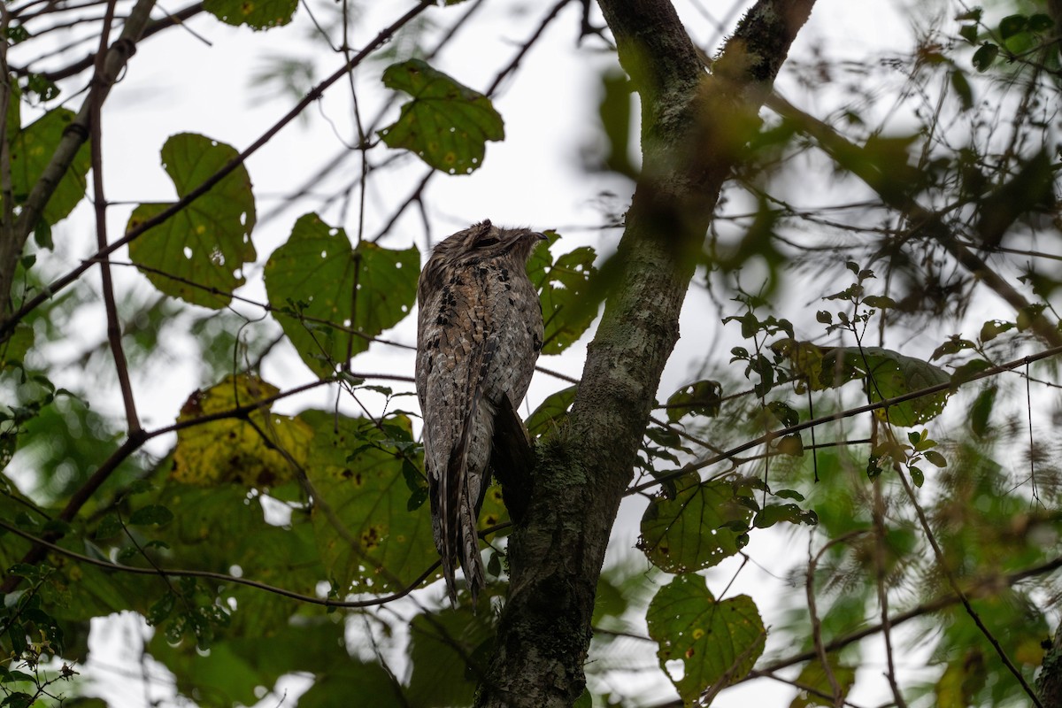 Northern Potoo - ML643459840