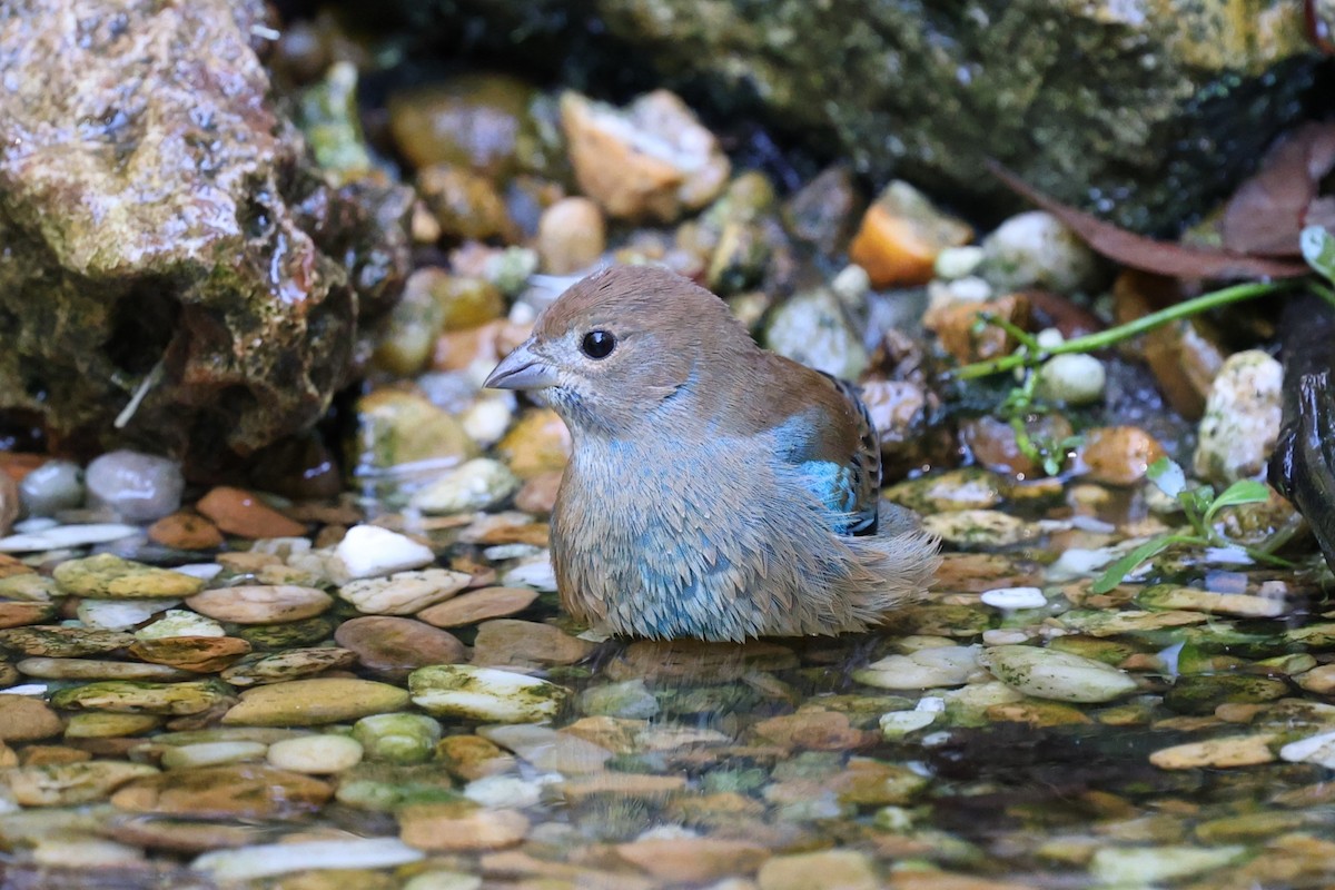 Indigo Bunting - ML643459845