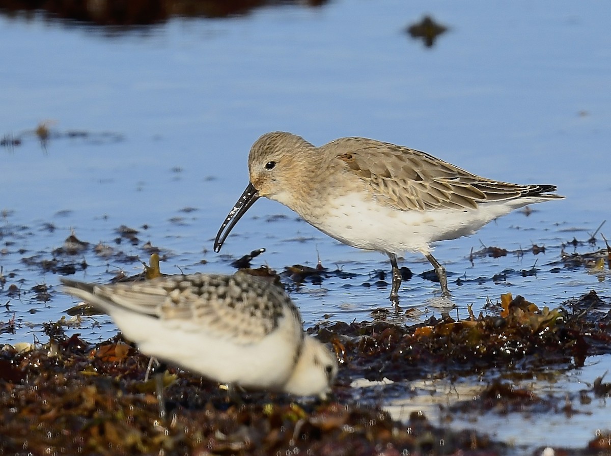 Dunlin - ML643459848