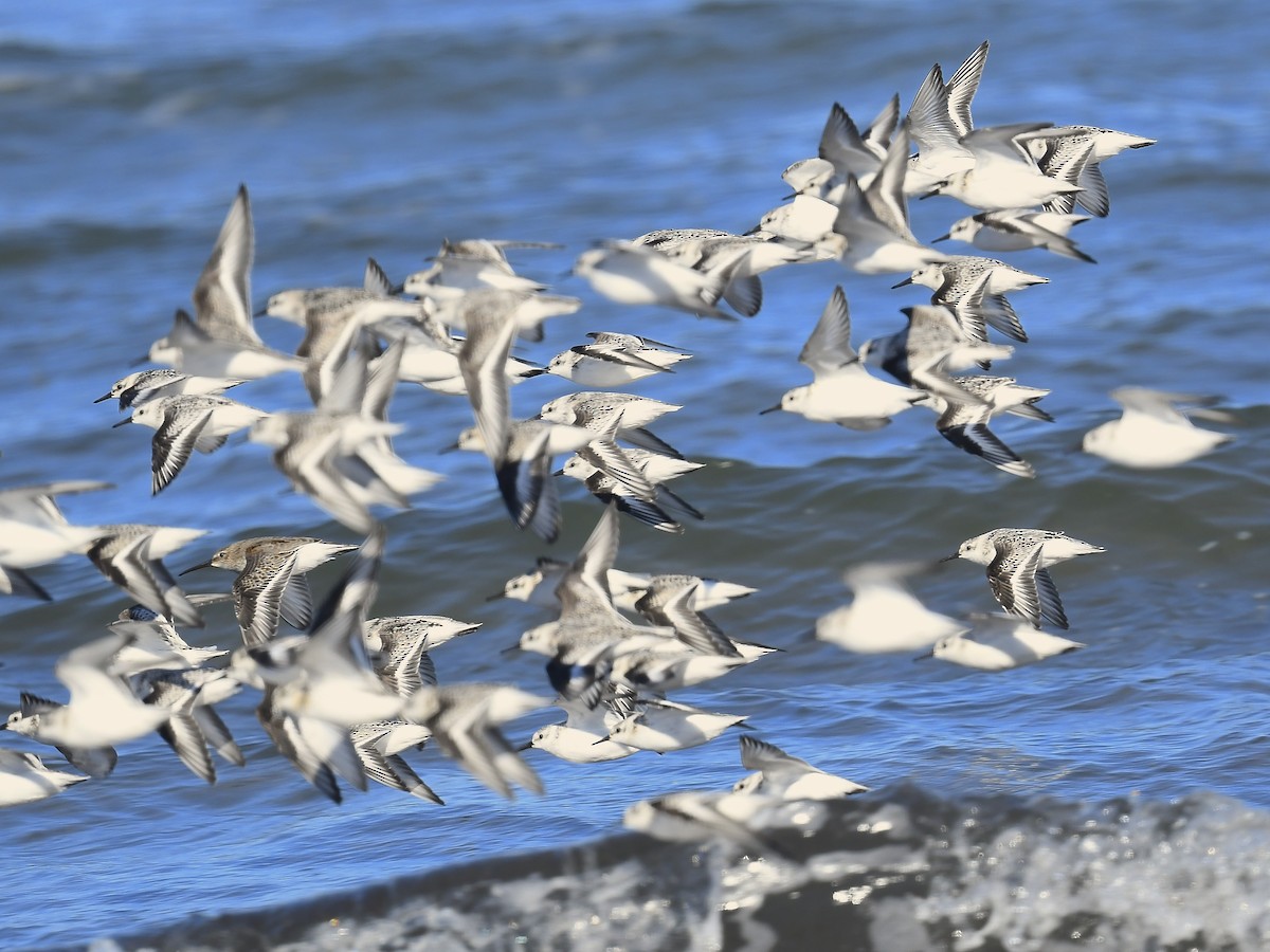 Dunlin - ML643459849