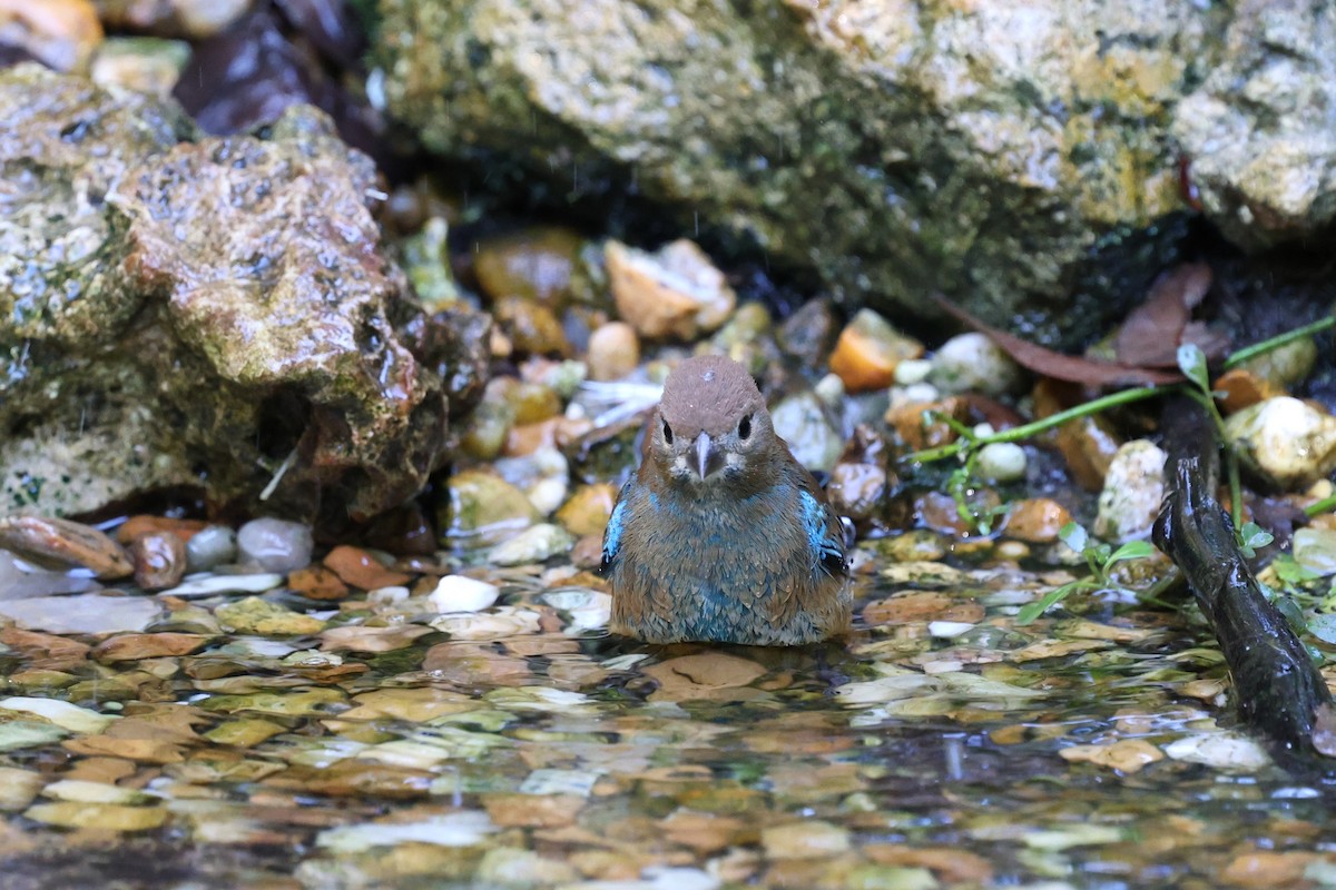 Indigo Bunting - ML643459850