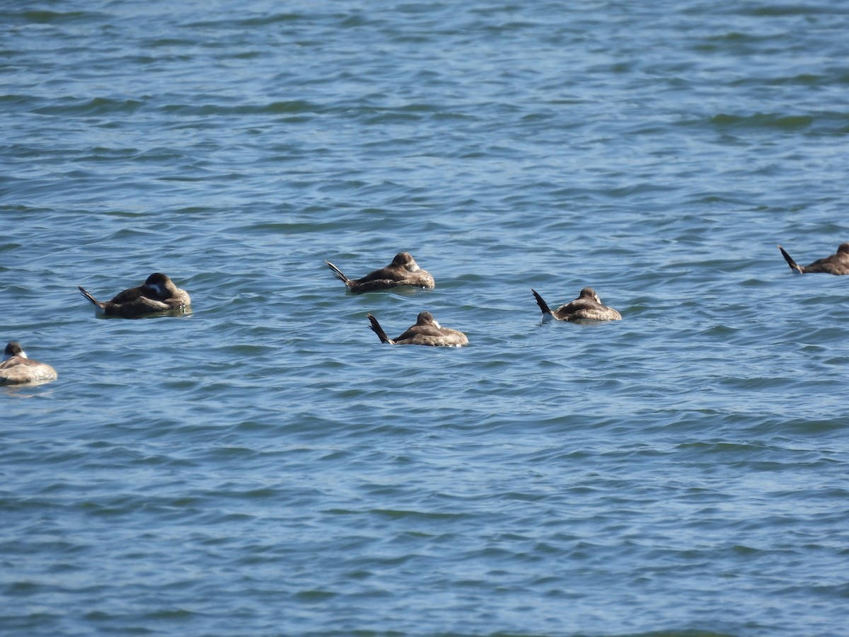 Ruddy Duck - ML643459851