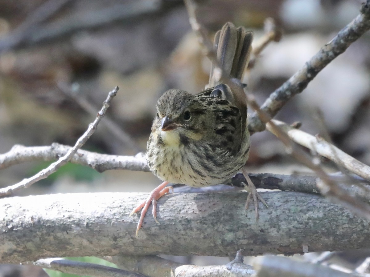Lincoln's Sparrow - ML643459852
