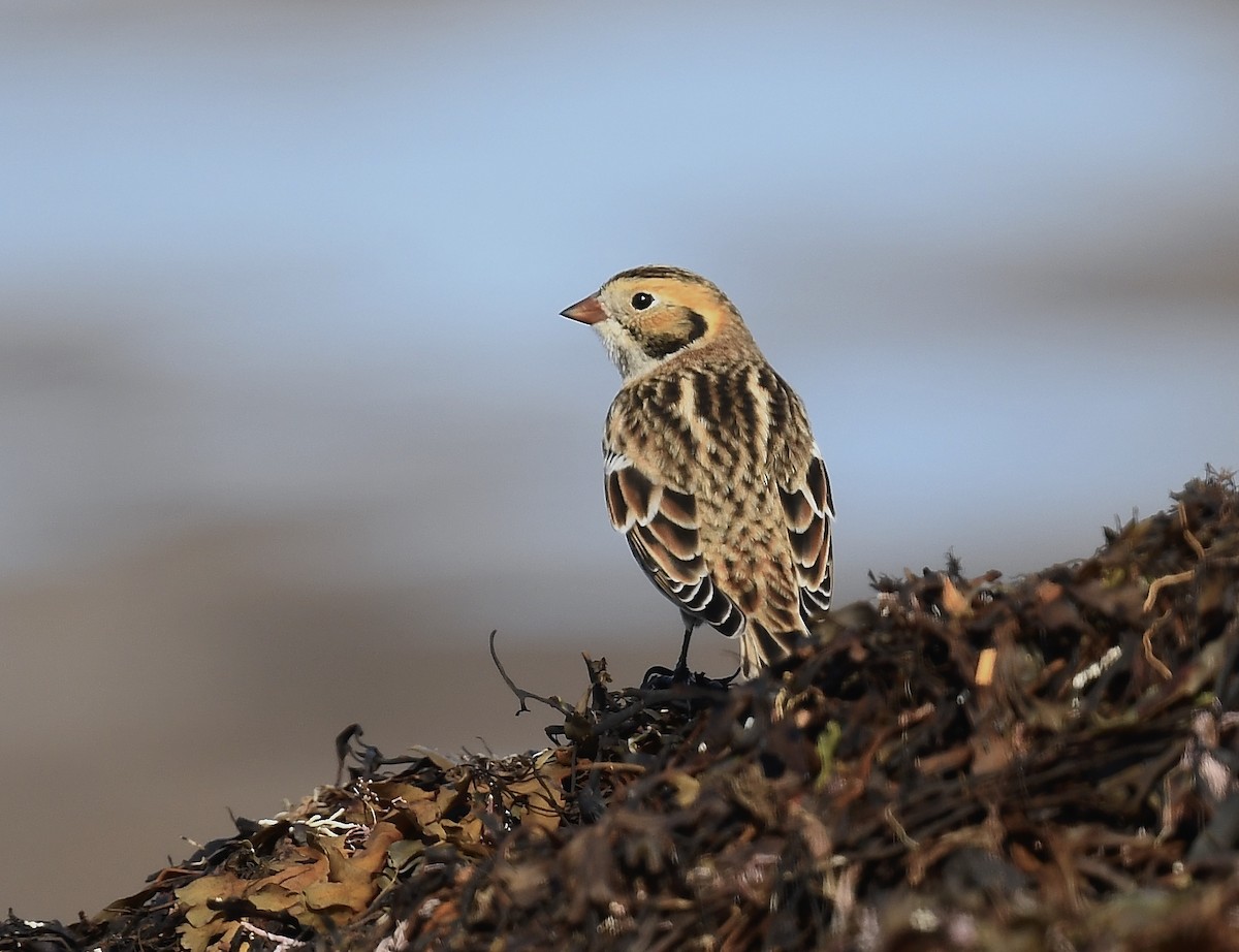Lapland Longspur - ML643459867