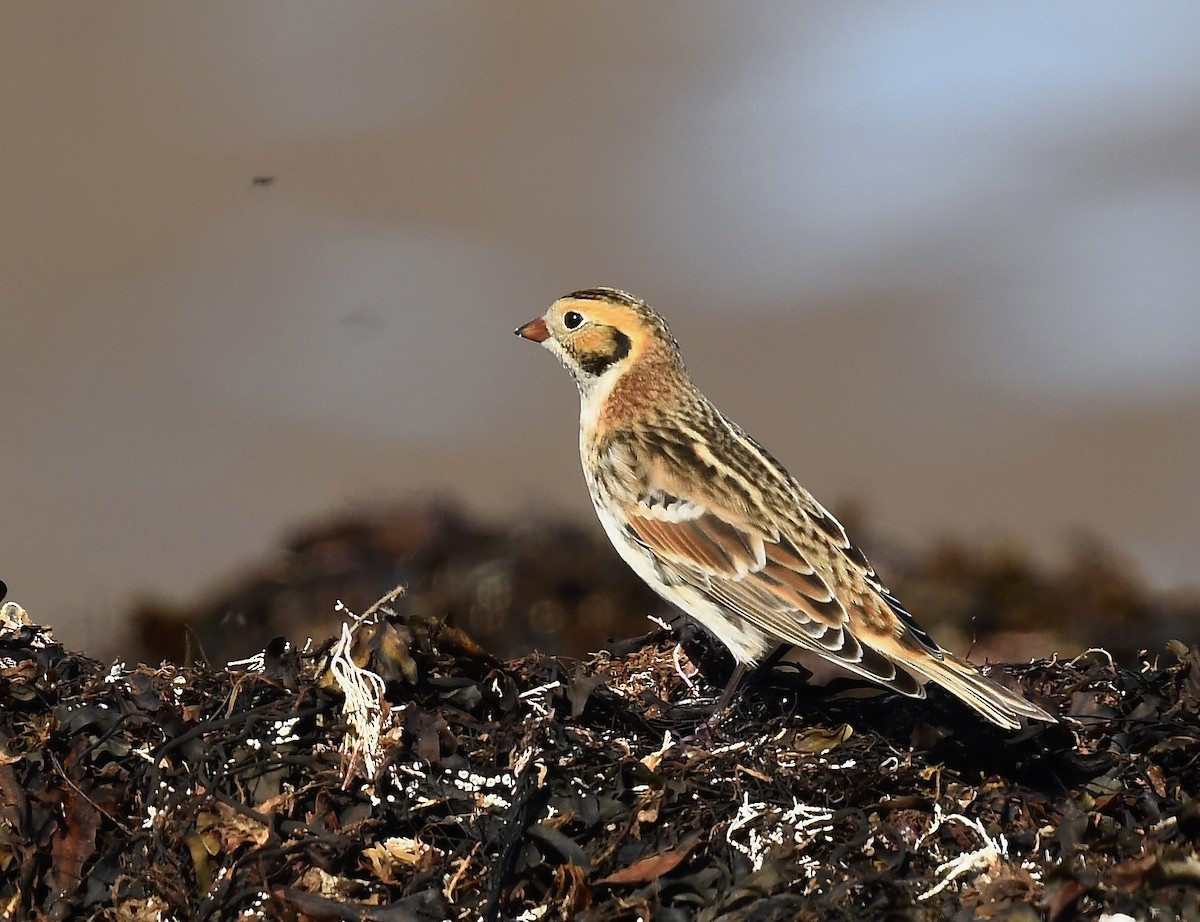 Lapland Longspur - ML643459868
