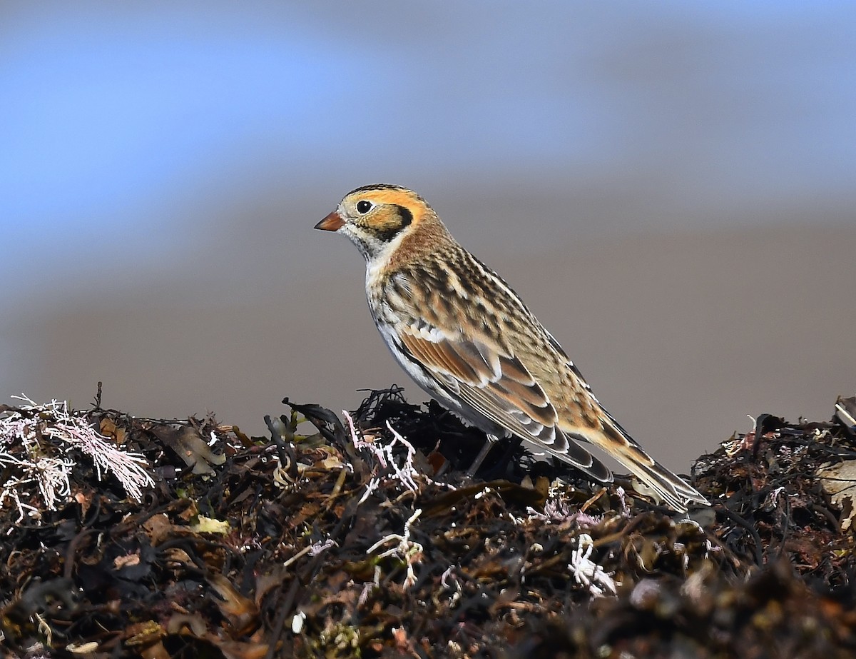 Lapland Longspur - ML643459869