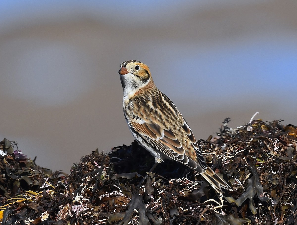 Lapland Longspur - ML643459870