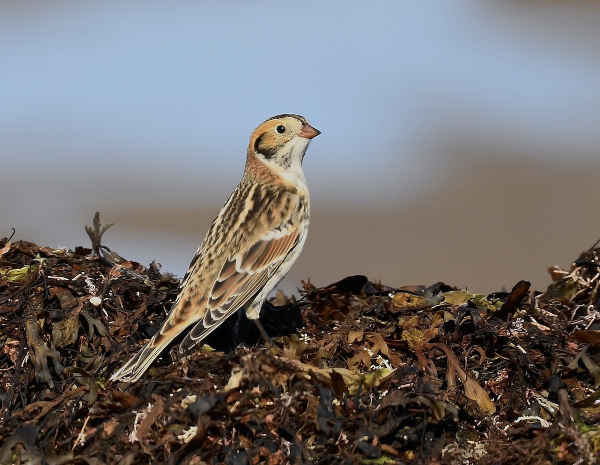 Lapland Longspur - ML643459871