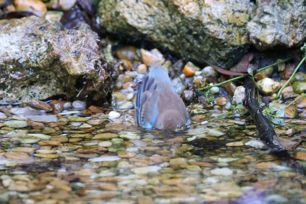 Indigo Bunting - ML643459878