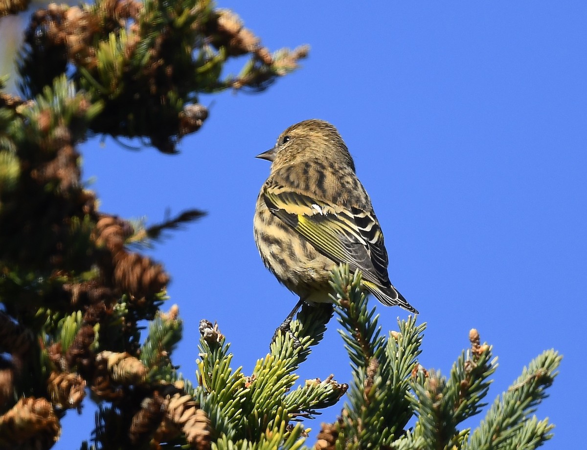 Pine Siskin - ML643459879