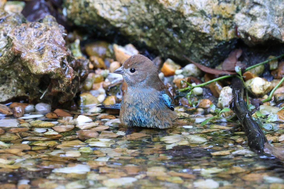 Indigo Bunting - ML643459886