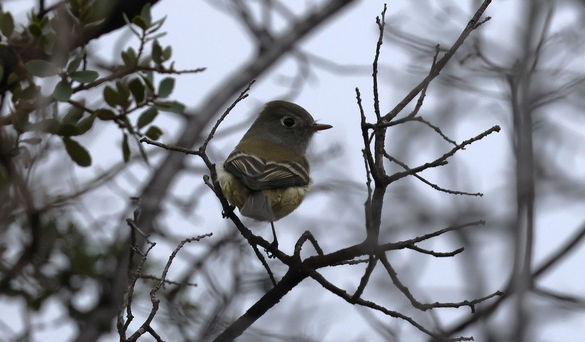 Hammond's Flycatcher - ML643459891