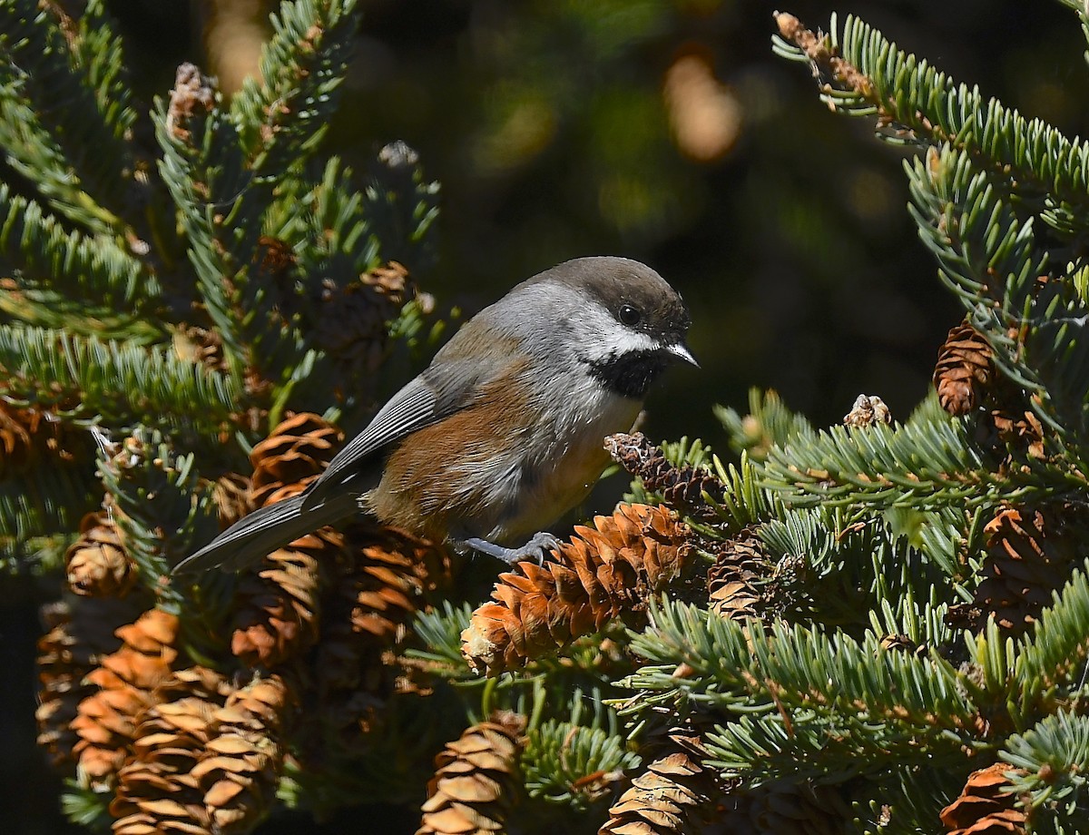 Boreal Chickadee - ML643459898