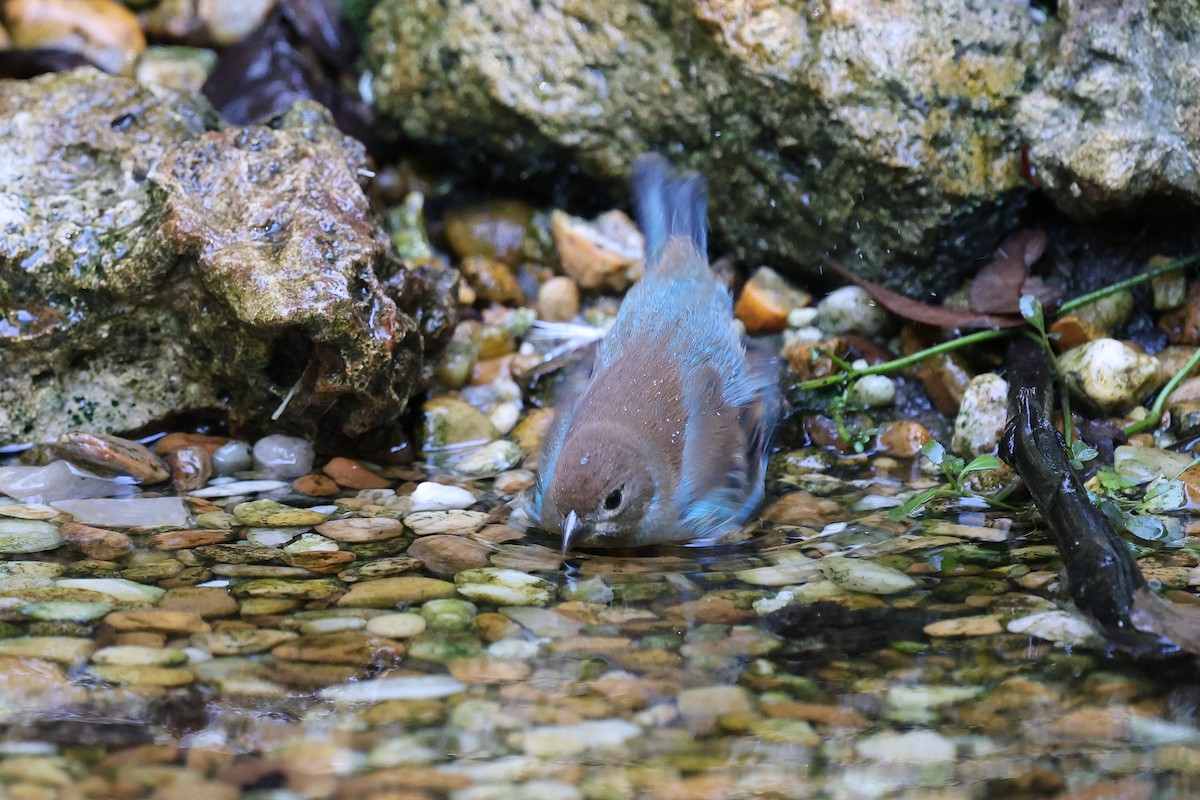 Indigo Bunting - ML643459911