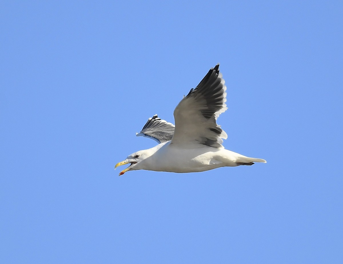 Great Black-backed Gull - ML643459914