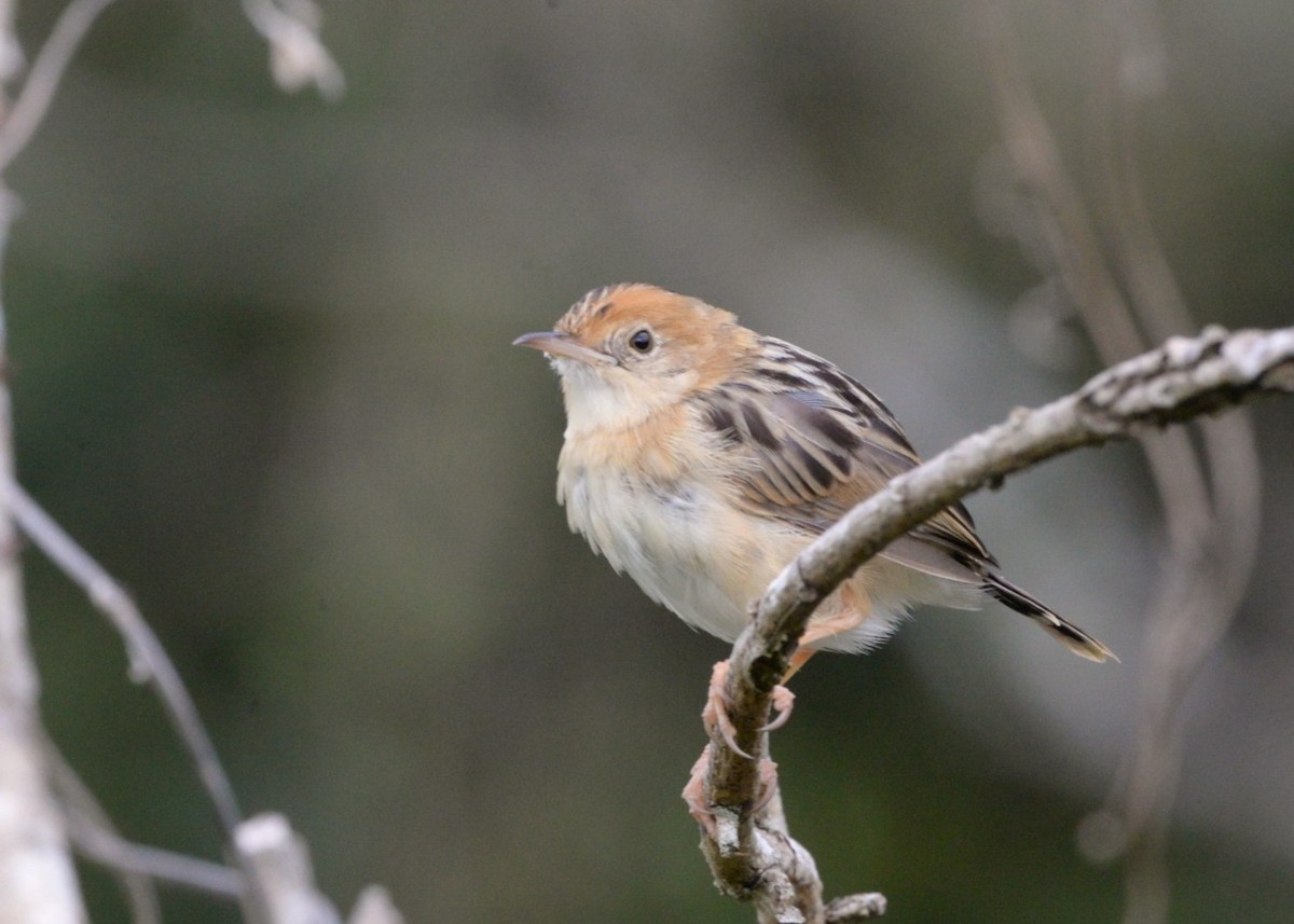 Golden-headed Cisticola - ML643459915
