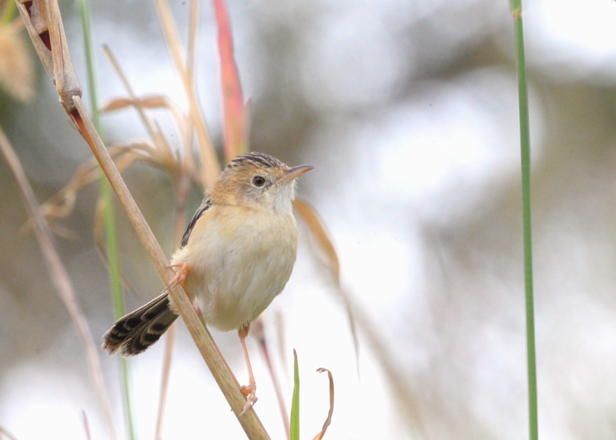 Golden-headed Cisticola - ML643459916