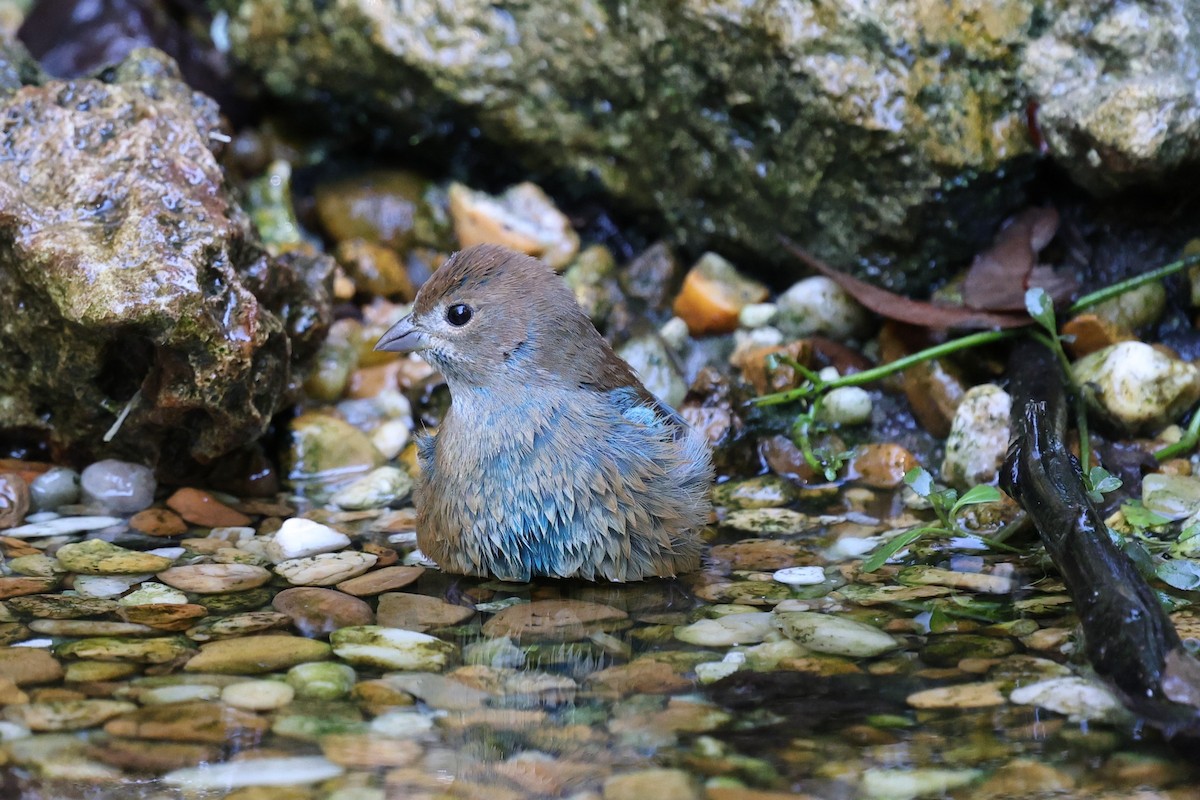 Indigo Bunting - ML643459919