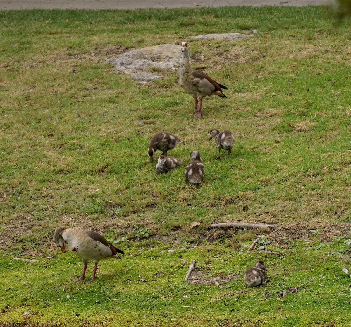Egyptian Goose - ML643459922