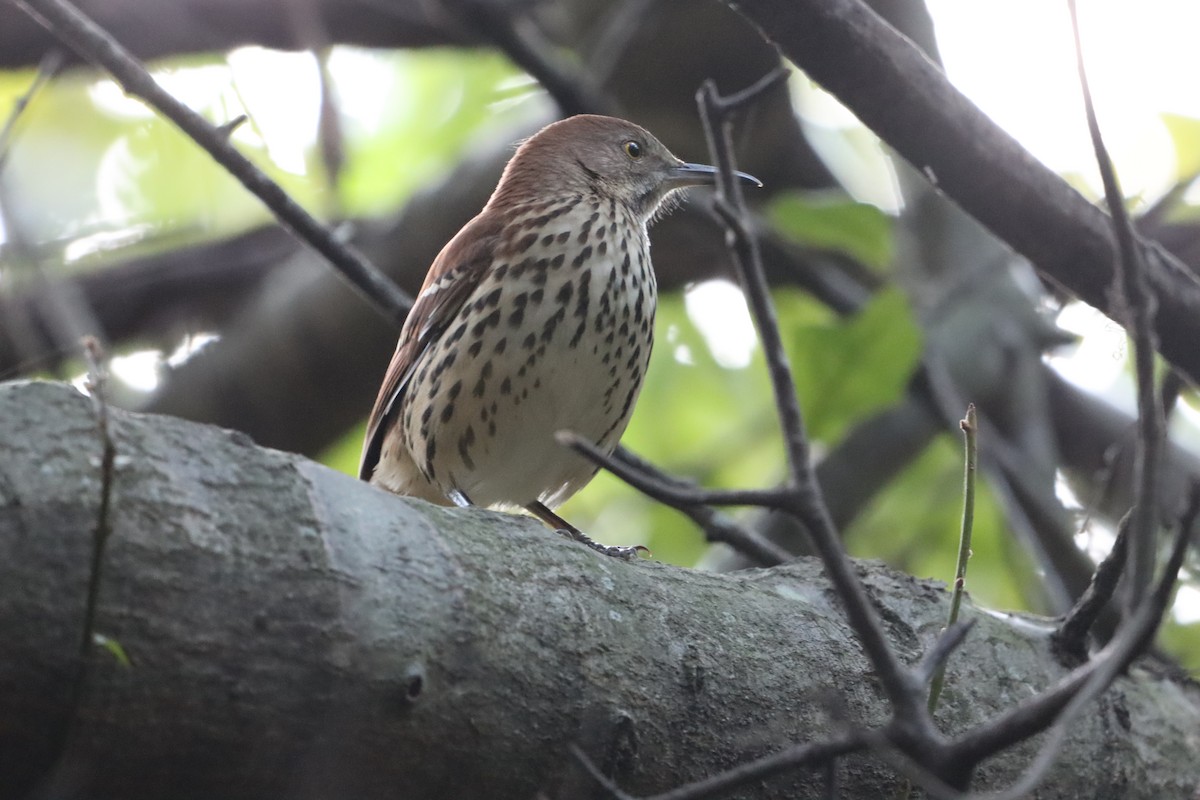 Brown Thrasher - ML643459923