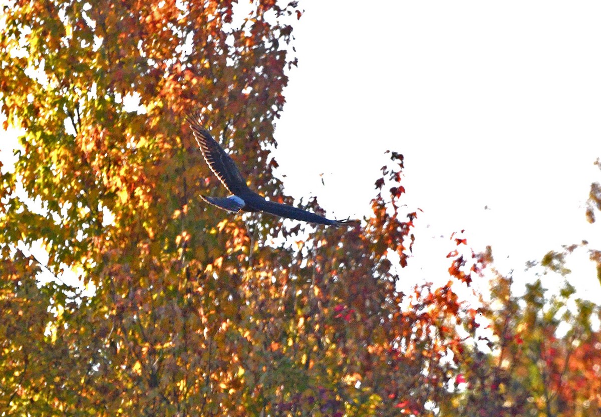 Northern Harrier - ML643459924