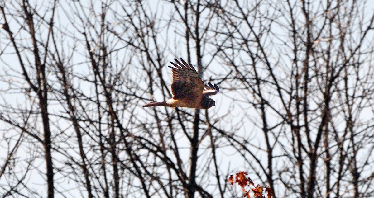 Northern Harrier - ML643459925