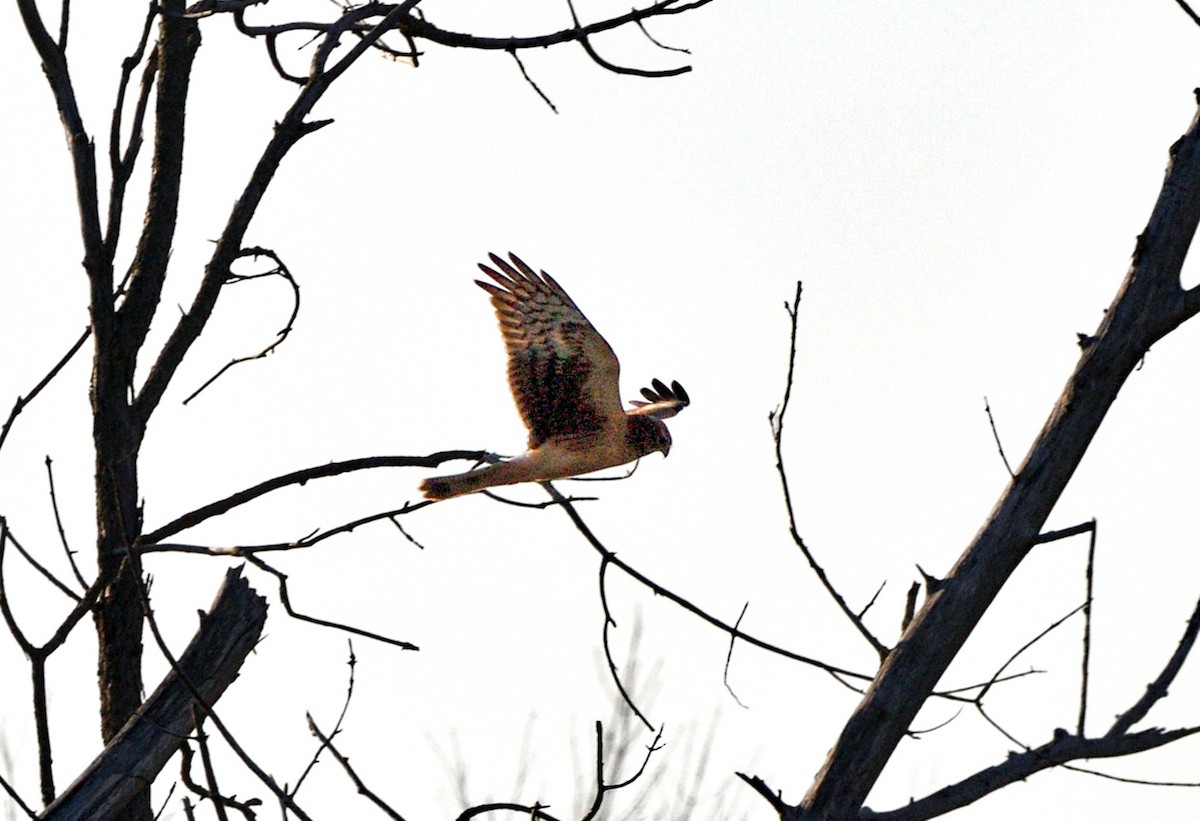 Northern Harrier - ML643459926