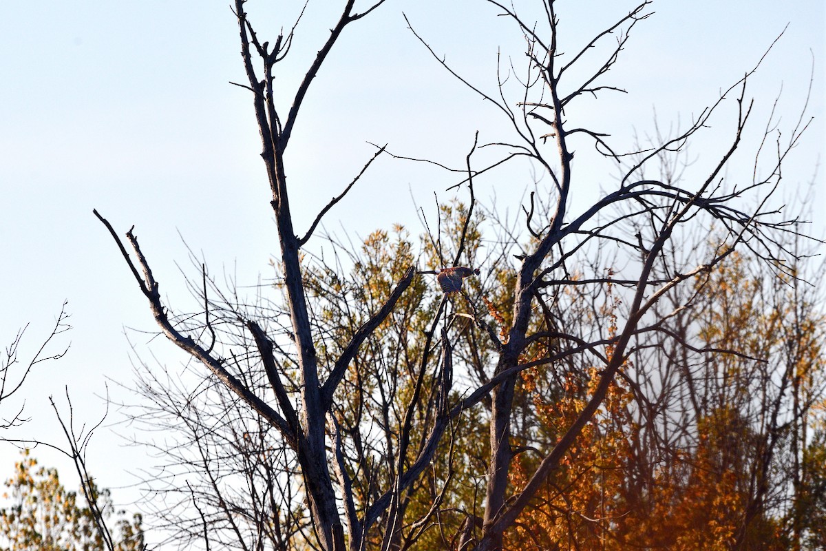 Northern Harrier - ML643459927