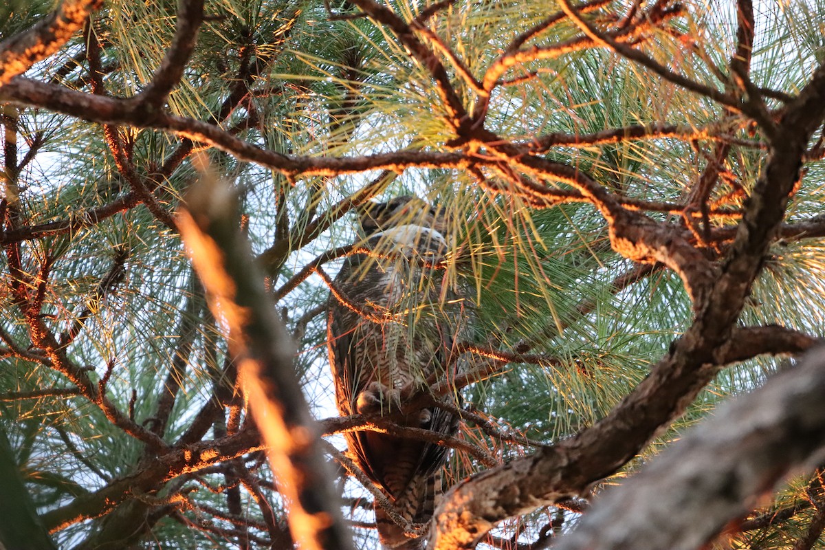 Great Horned Owl - ML643459930