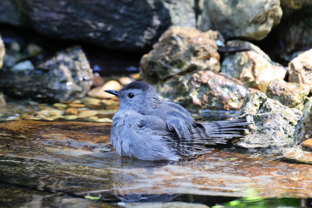 Gray Catbird - ML643459931