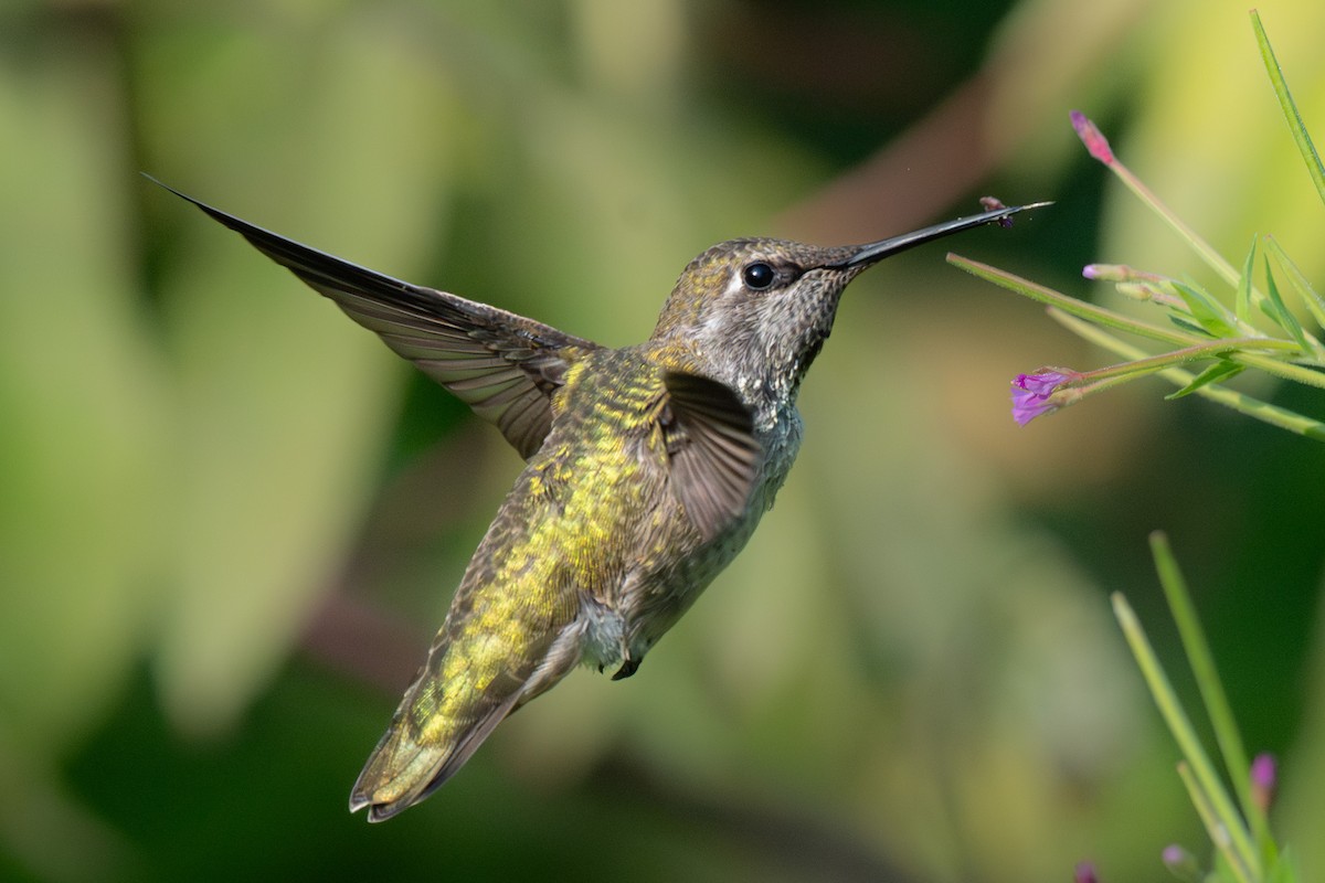 Anna's Hummingbird - ML643459934