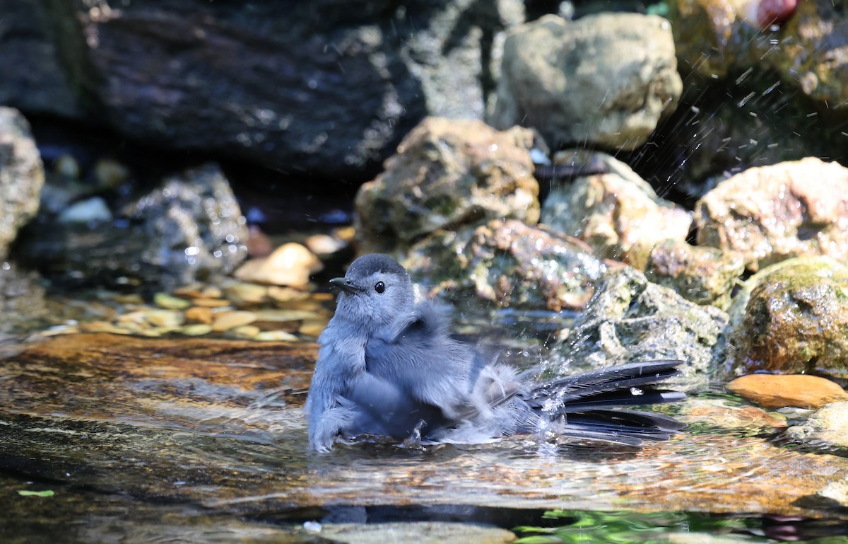 Gray Catbird - ML643459943