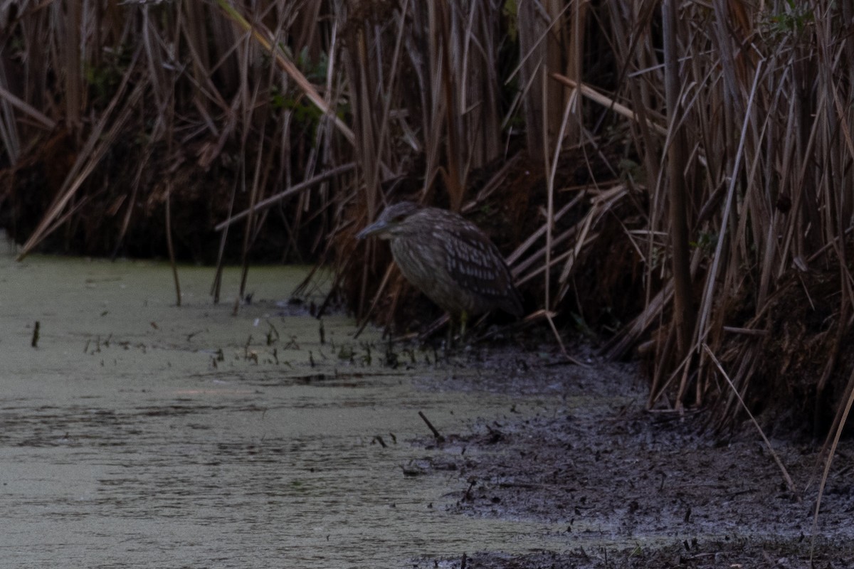 Black-crowned Night Heron - ML643459944