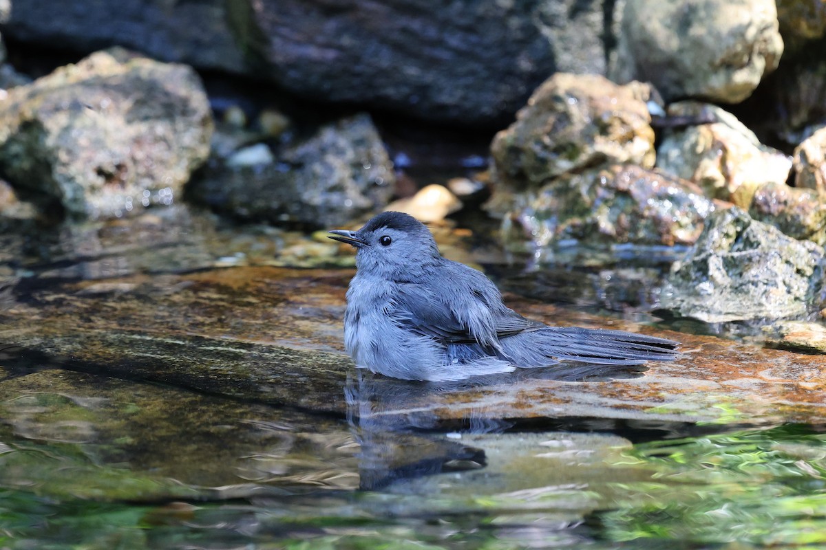 Gray Catbird - ML643459945