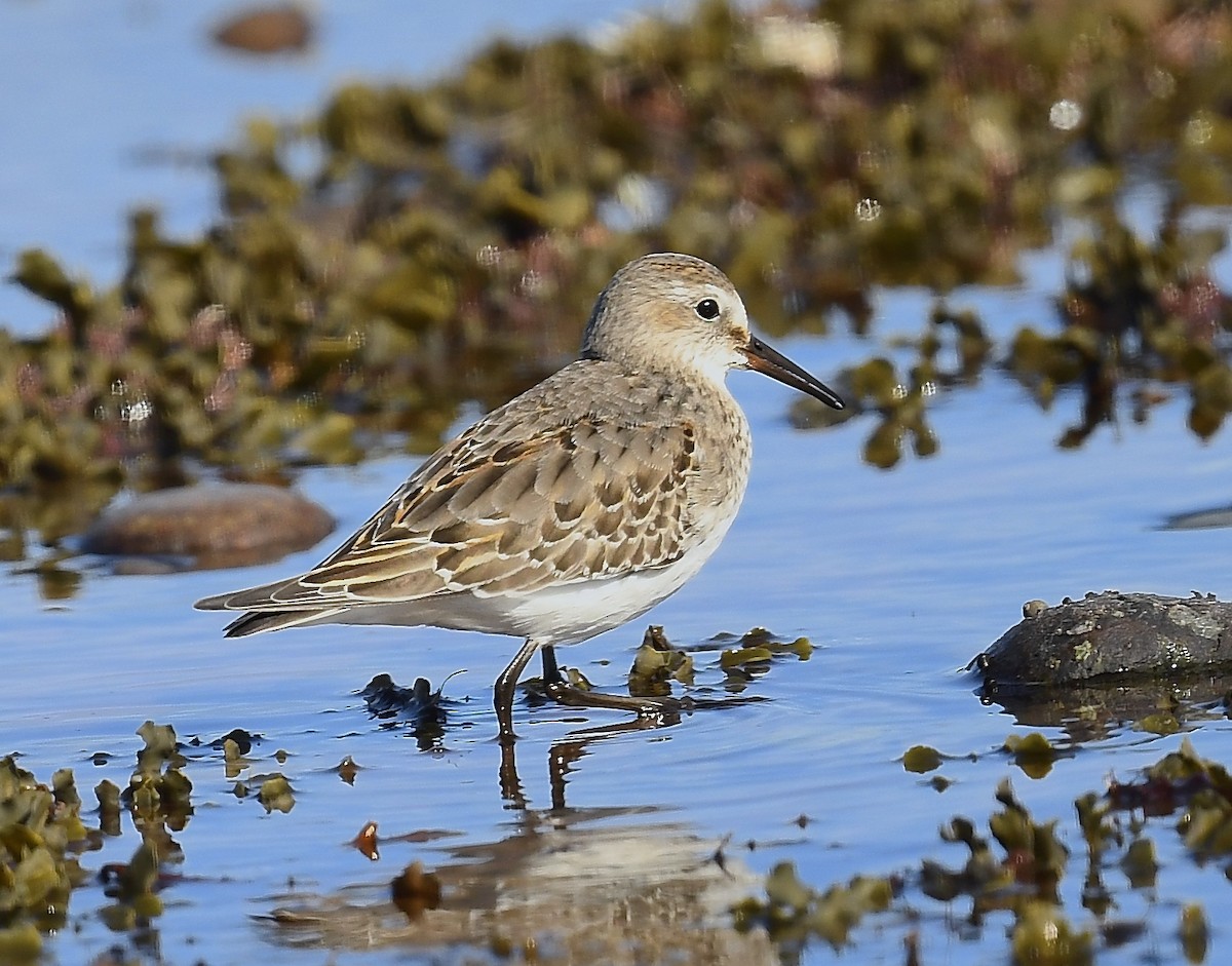 White-rumped Sandpiper - ML643459947