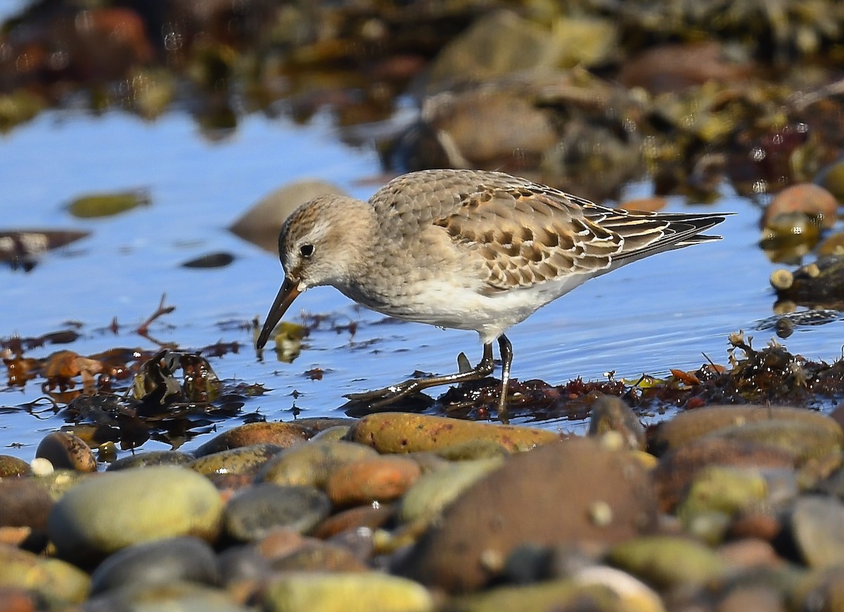 White-rumped Sandpiper - ML643459948