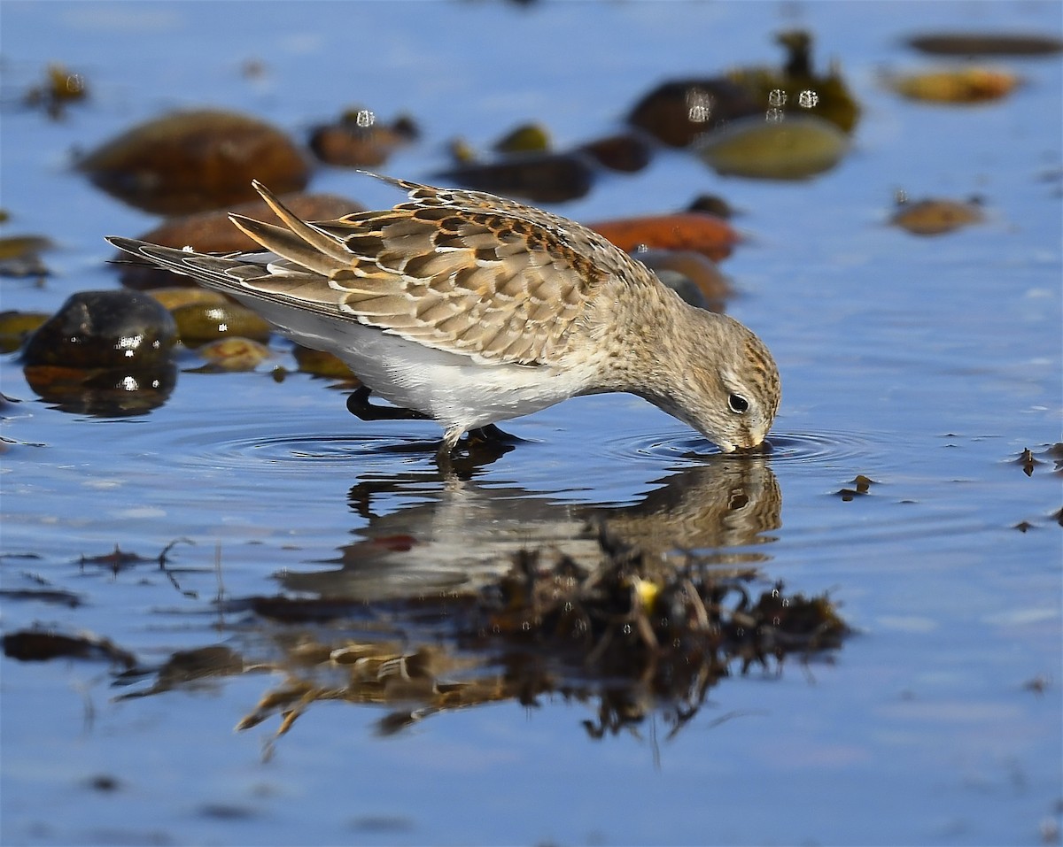 White-rumped Sandpiper - ML643459949