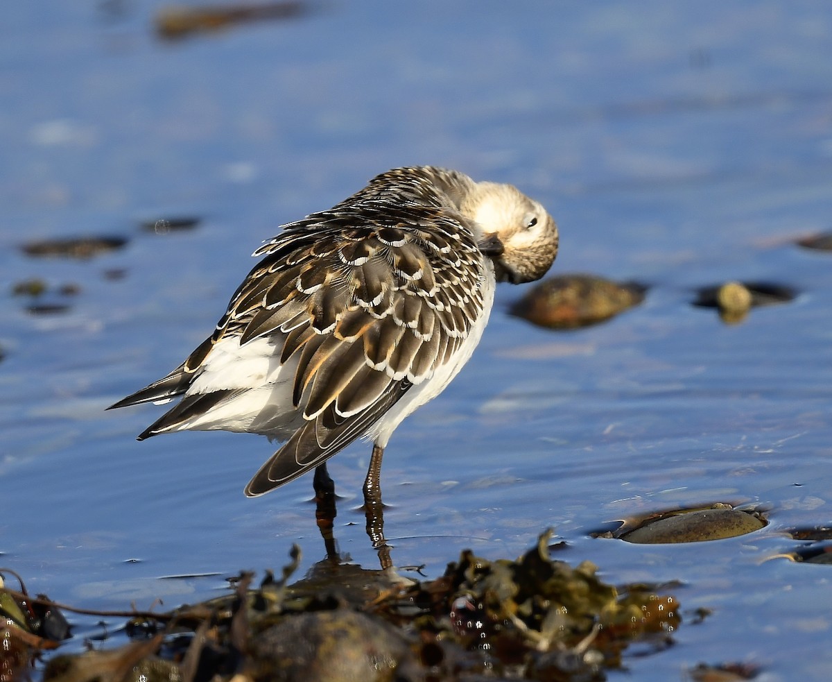 White-rumped Sandpiper - ML643459950
