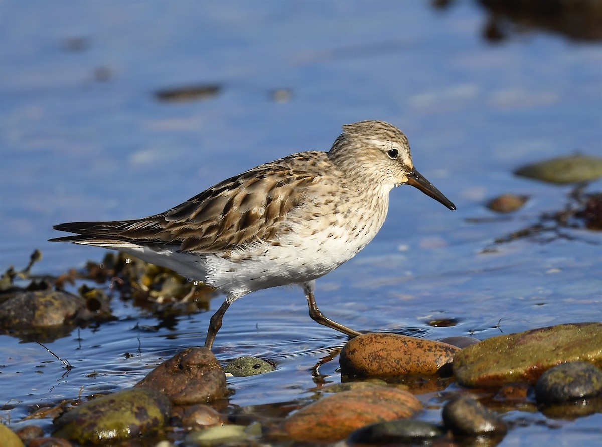 White-rumped Sandpiper - ML643459952