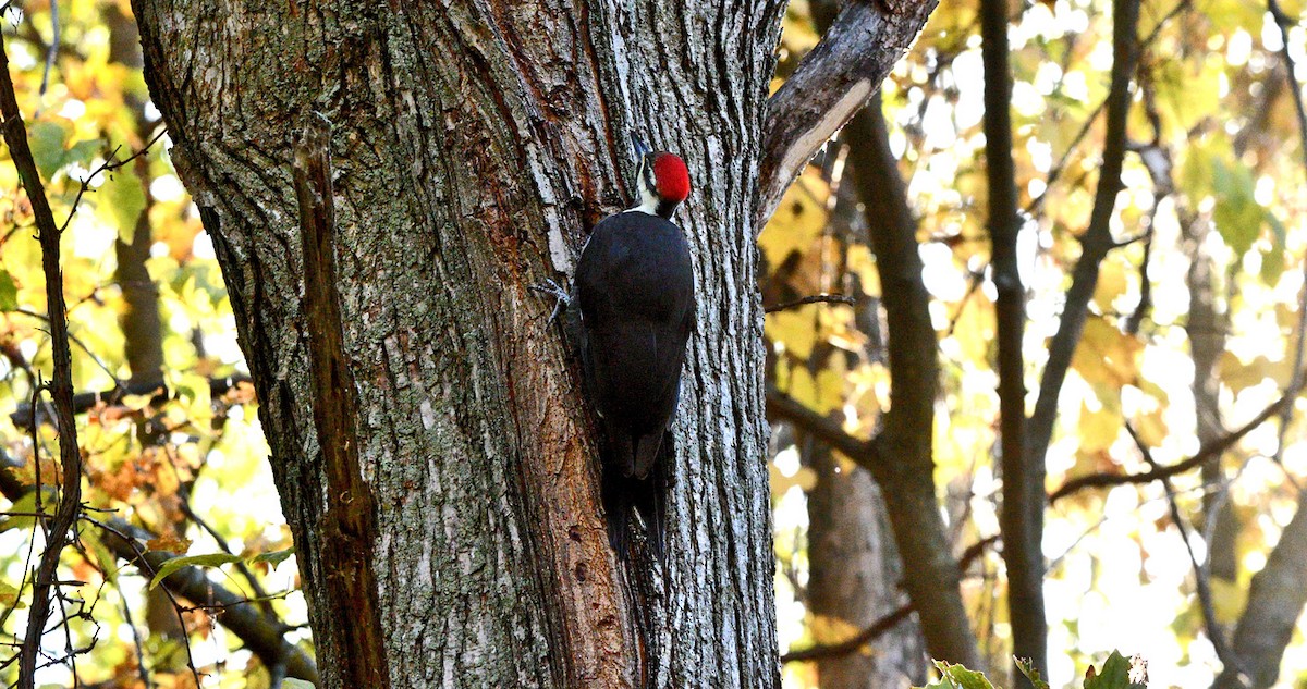 Pileated Woodpecker - ML643459953