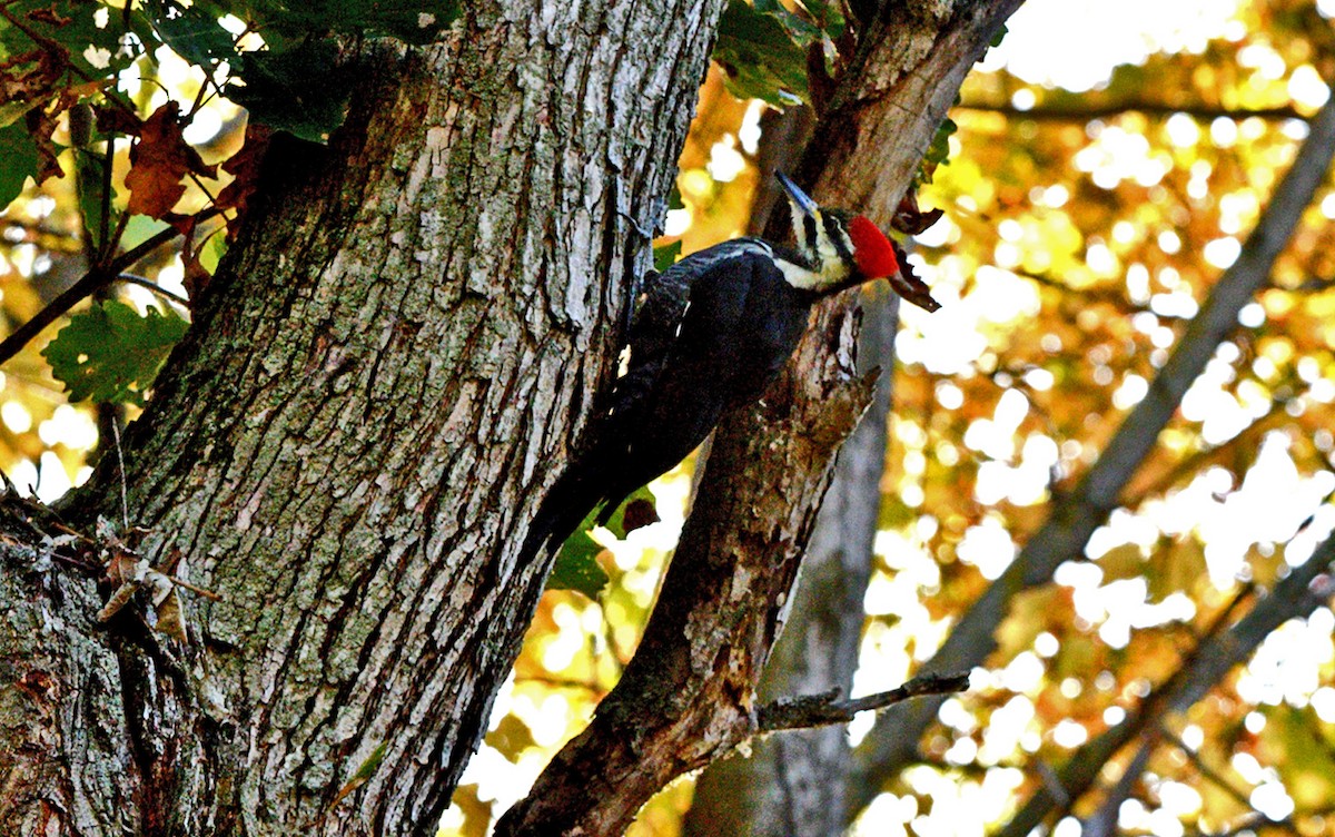 Pileated Woodpecker - ML643459954