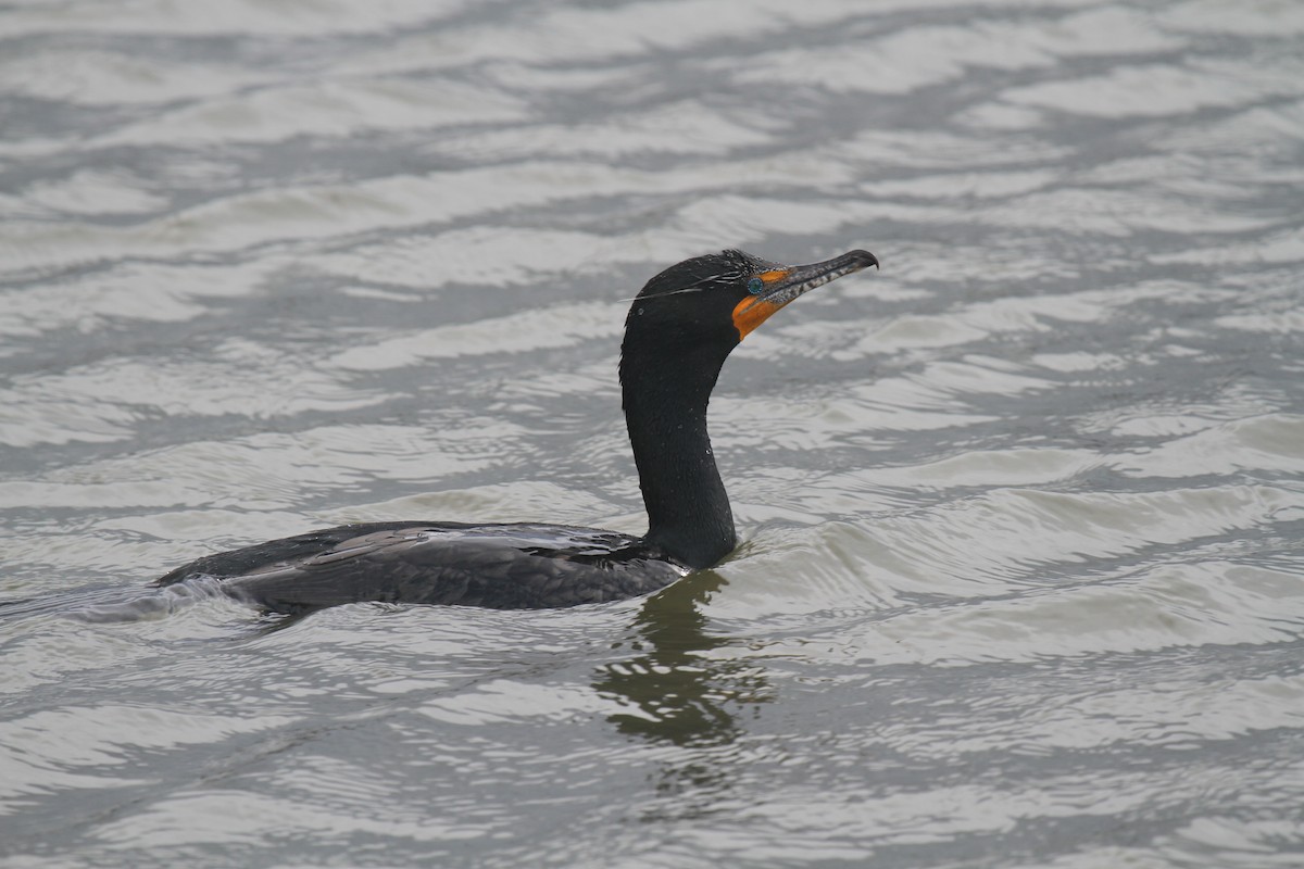 Double-crested Cormorant - ML643459967