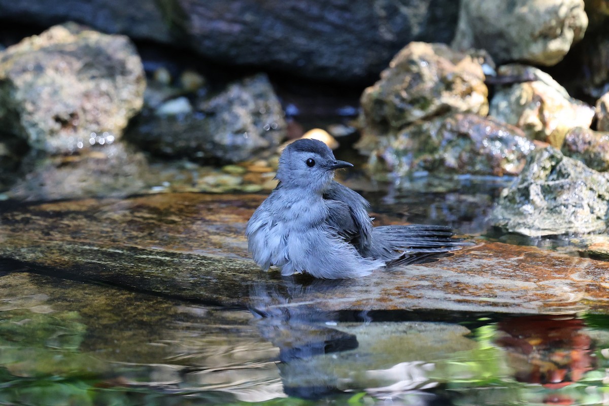 Gray Catbird - ML643459973