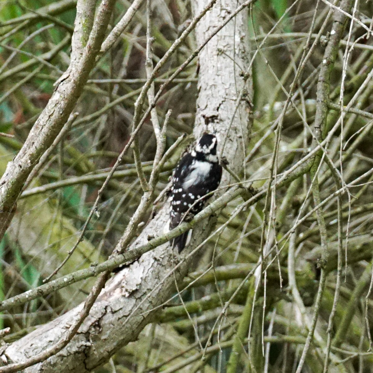 Downy Woodpecker - ML643459974
