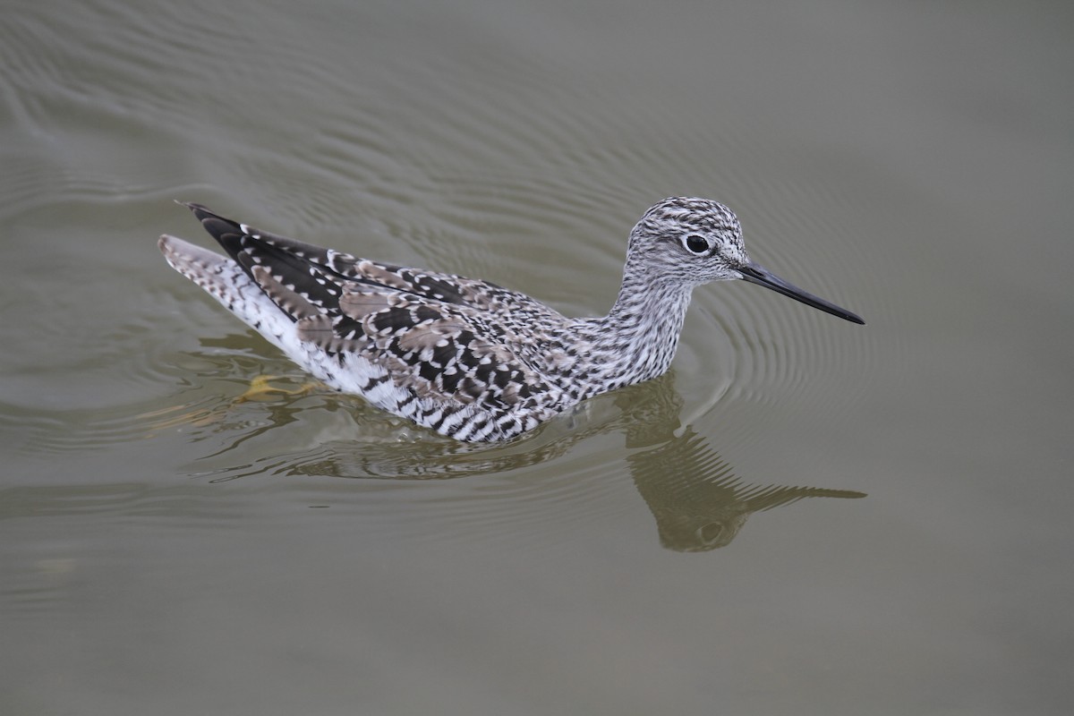 Greater Yellowlegs - ML643459975