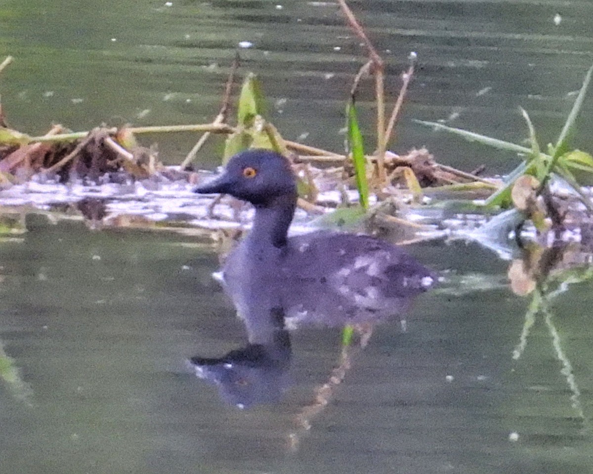 Least Grebe - ML643459980