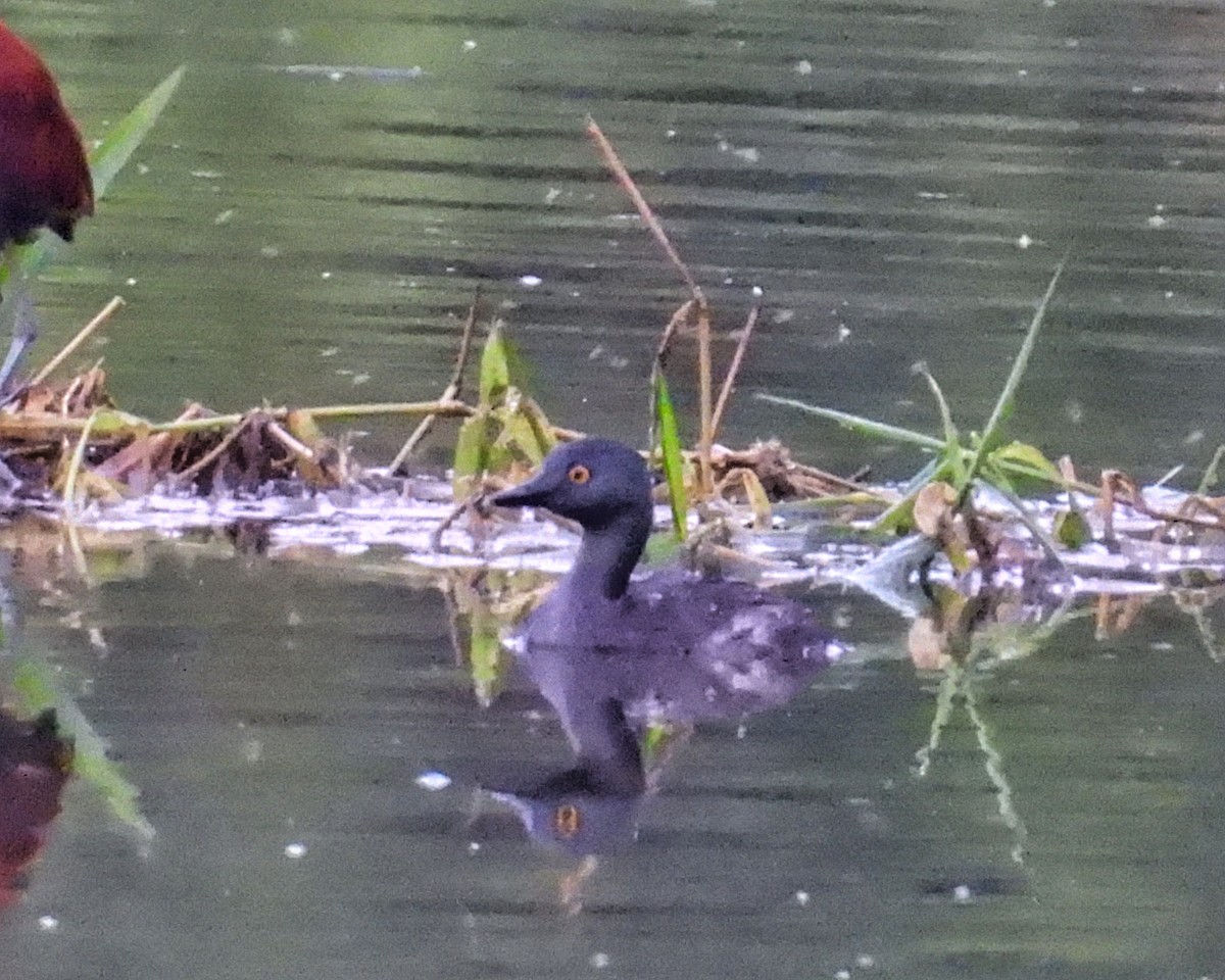 Least Grebe - ML643459981